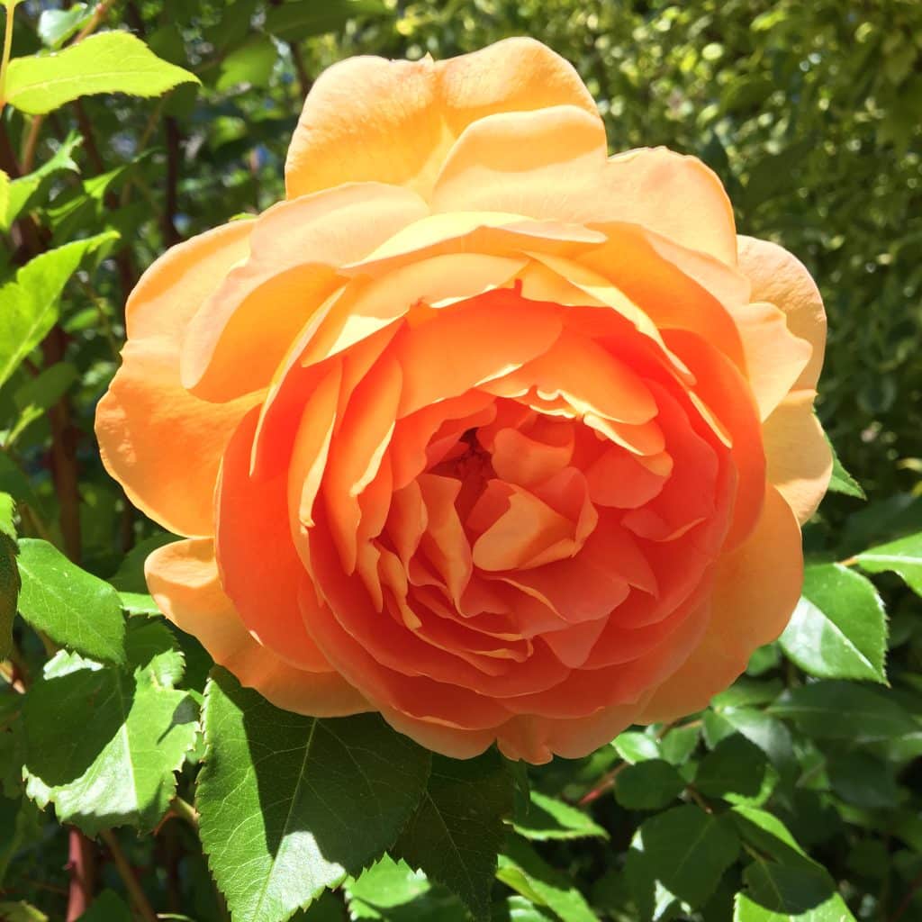 an orange rose in bloom