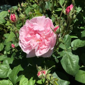 pink old-fashioned rose