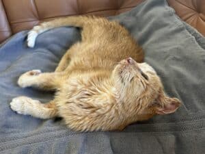 an orange cat asleep on a gray towel with his head flopped backwards