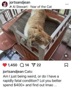 Screenshot of an Instagram post. A large orange cat is lying on a cat tree and biting it. Caption reads, "Am I just being weird, or do I have a rapidly fatal condition? Lol you better spend $400+ and find out lmao"