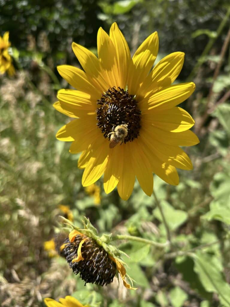 A bee in a sunflower with the light coming through the petals 