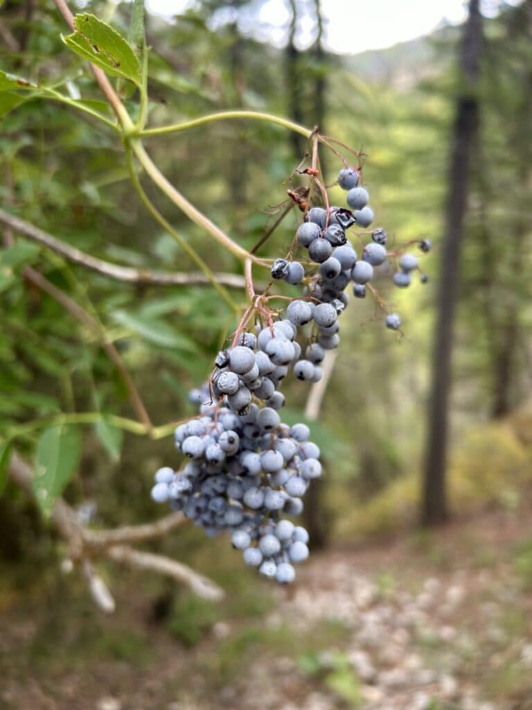 a bunch of ripe elderberries in front of evergreen trees. 