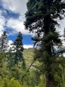 A mountainside seen behind tall dark evergreens is turning orange.