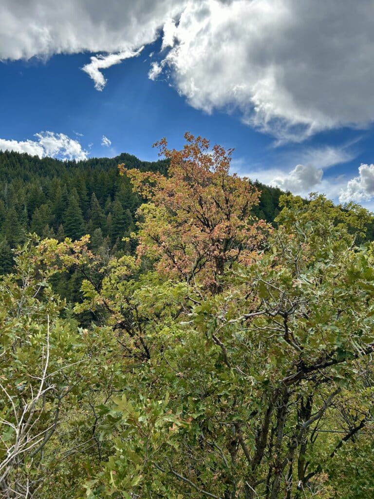 a single oak tree in a group is starting to turn red. A mountain peak and blue sky is behind.  