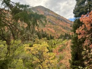 Looking through dark spruce trees to a mountain slope covered in red and orange scrub oak