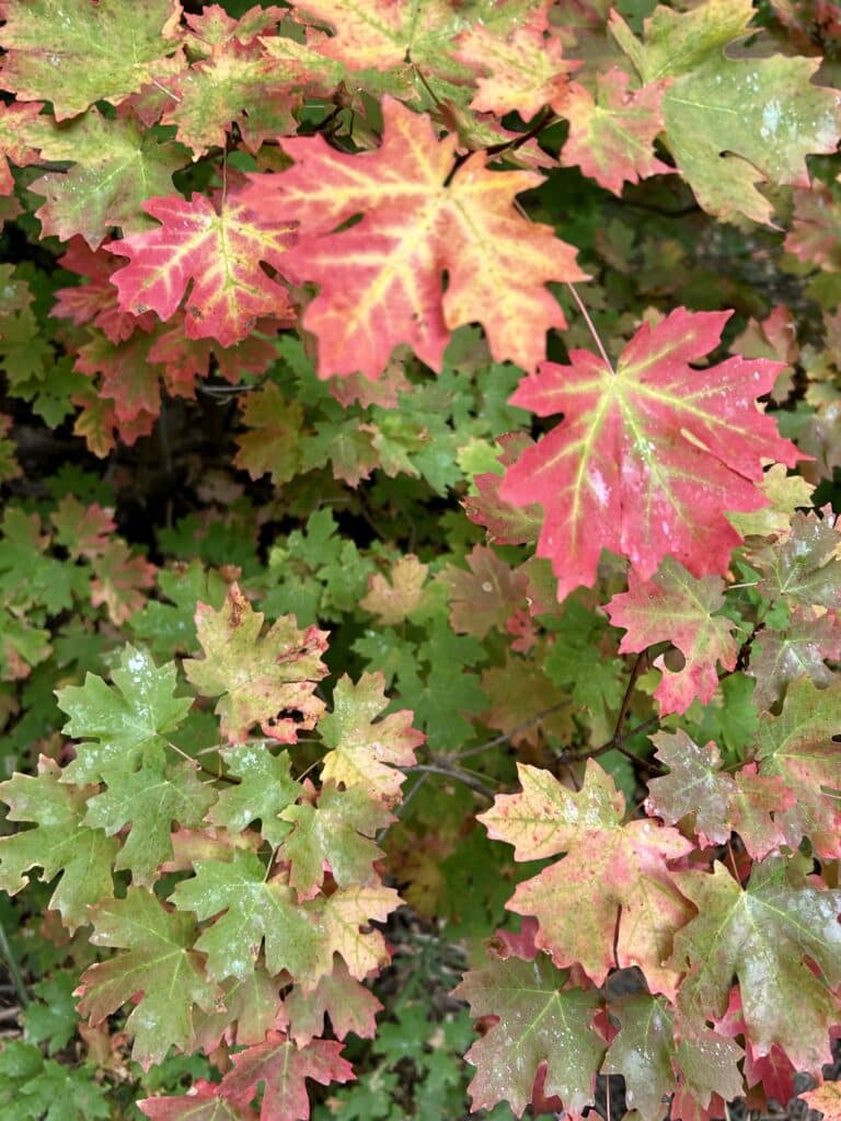 Closeup of scrub oak leaves changing colors with rain on them 