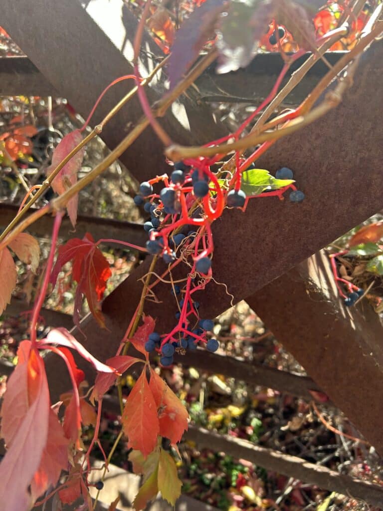 Virginia creeper vine in fall colors growing on a steel bridge. The berries are on a bright red stem. 