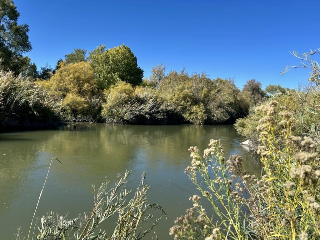 View of a river with thick trees in green and yellow across the bank and some fluffy weeds in the foreground