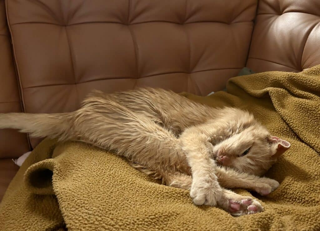 A senior orange kitty sleeps in a fleece bed. His back legs are pulled up and he's hugging them with his front legs. 