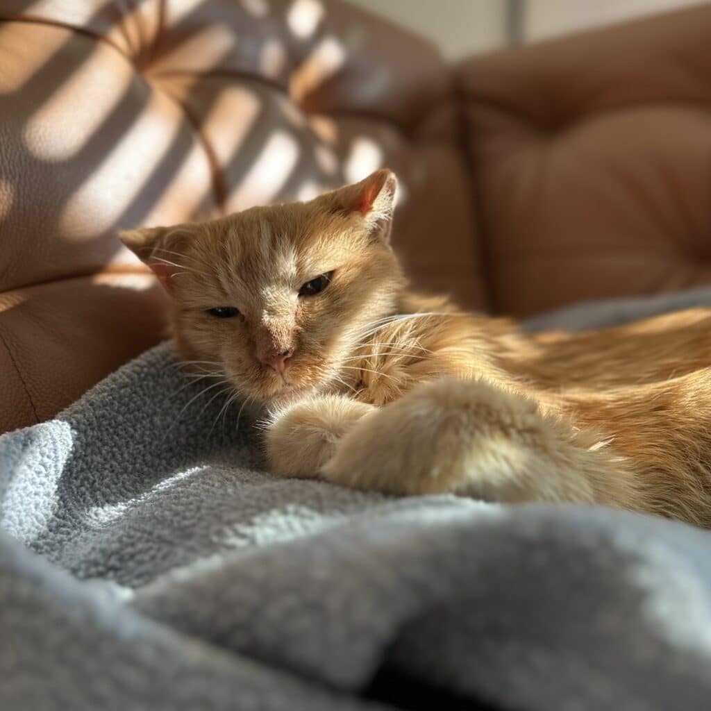 A senior orange kitty sleeps on his bed with slanting sunlight on him. He looks mad we woke him up for the picture. 