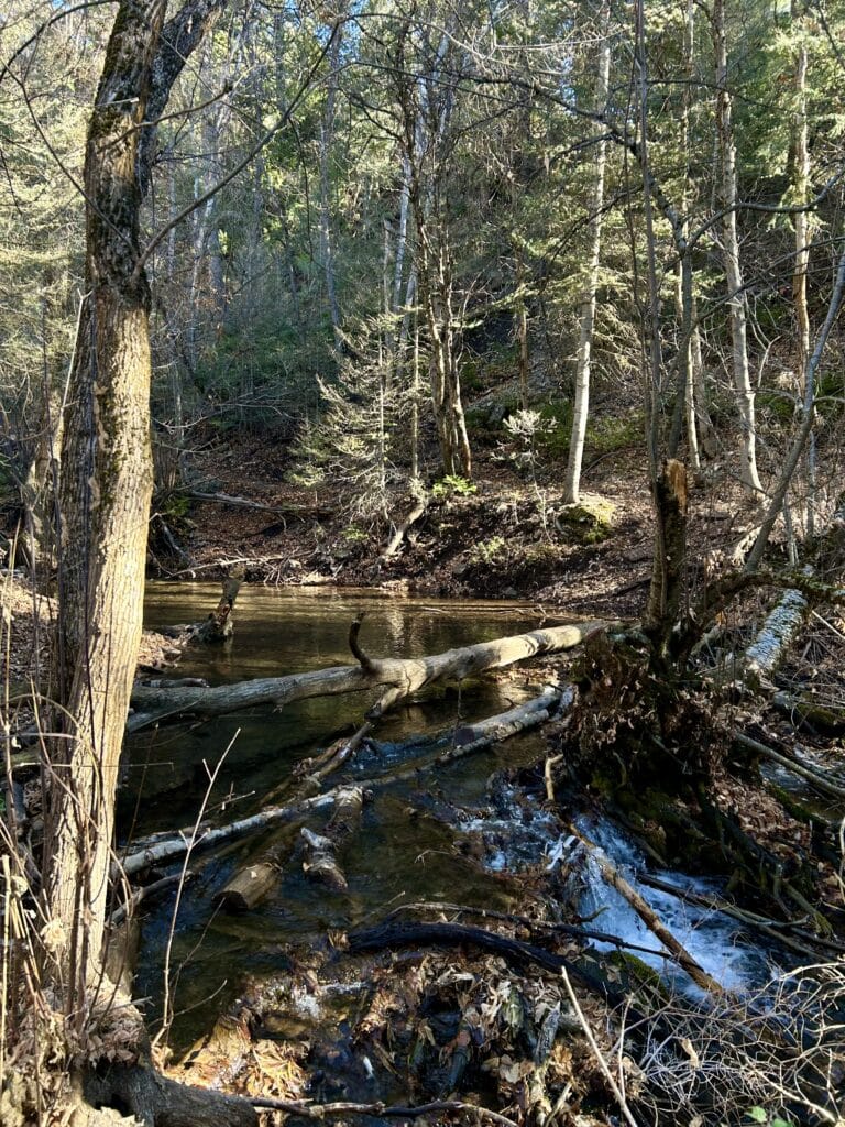 Late afternoon light filters through pine trees onto a calm stream. 