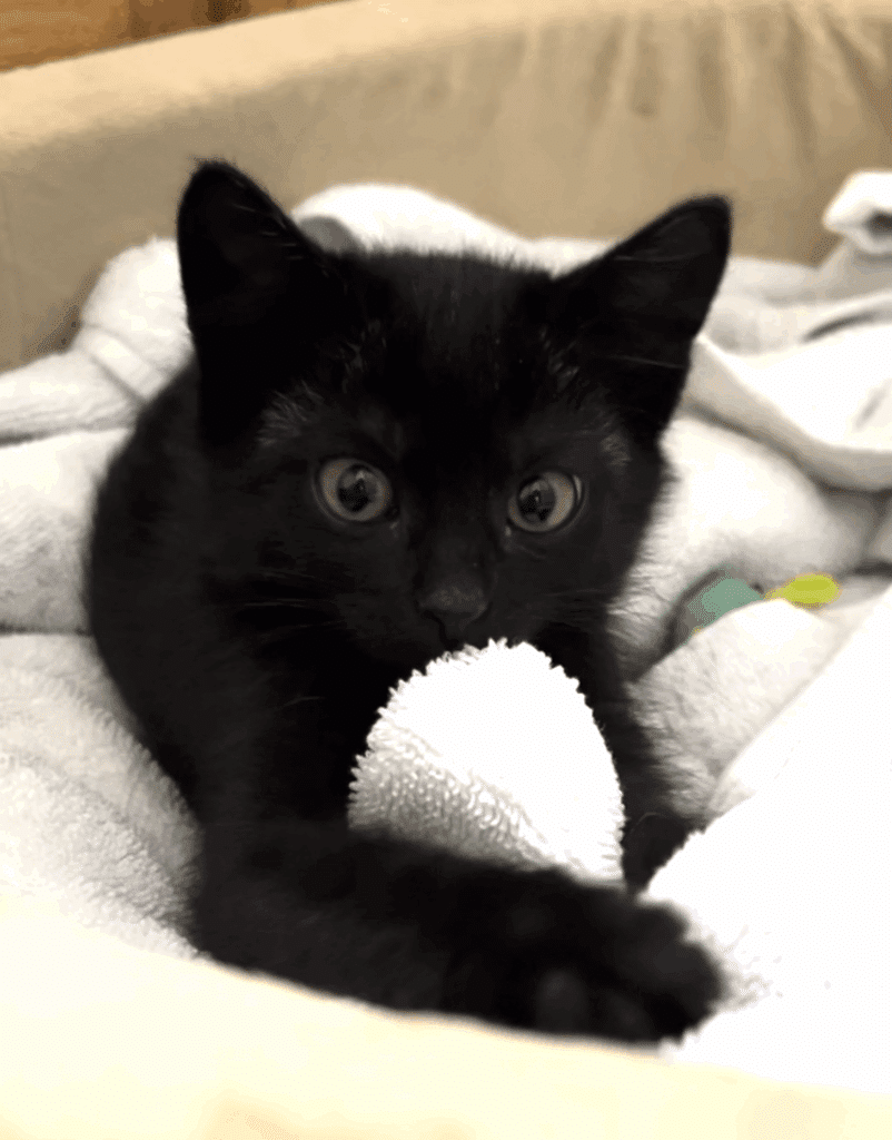 A little black kitten in a big cat bed bites a towel
