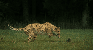 Screenshot of a cheetah chasing a big pompom on a string