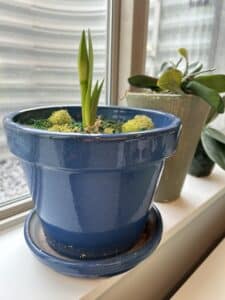 A blue pot with a small stalk and flower bud growing