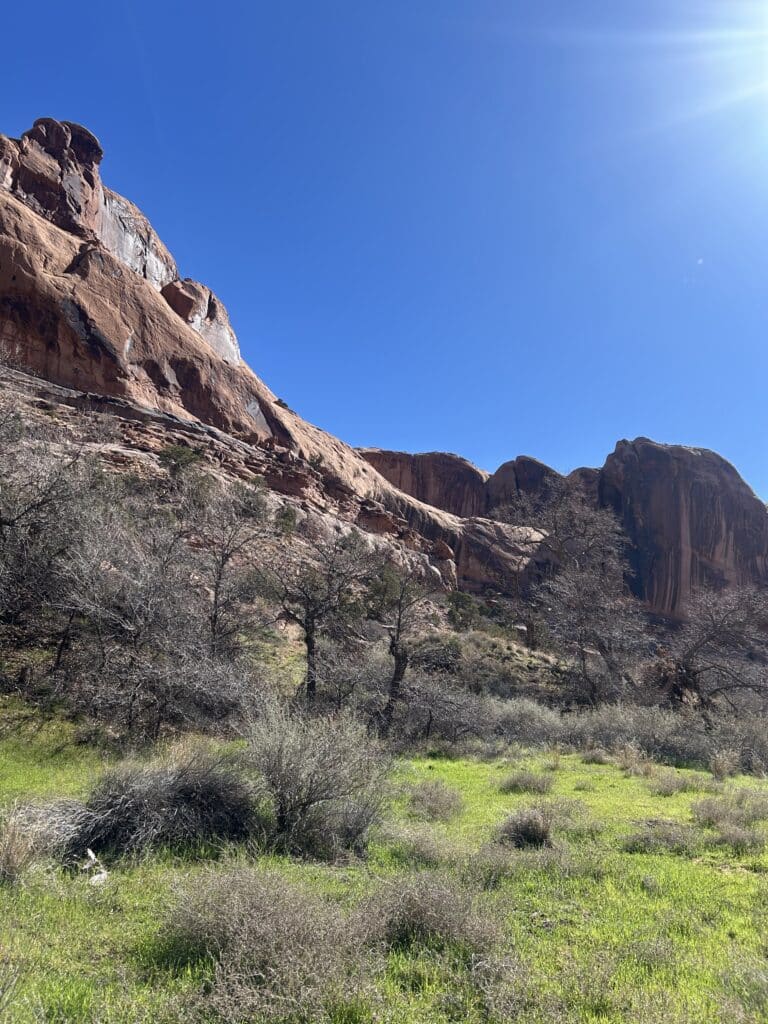 Green grass and sagebrush in front of red cliffs 