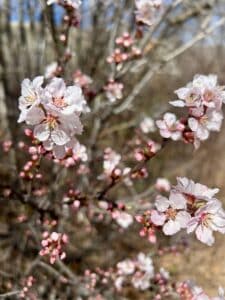 Close up view of peach blossoms