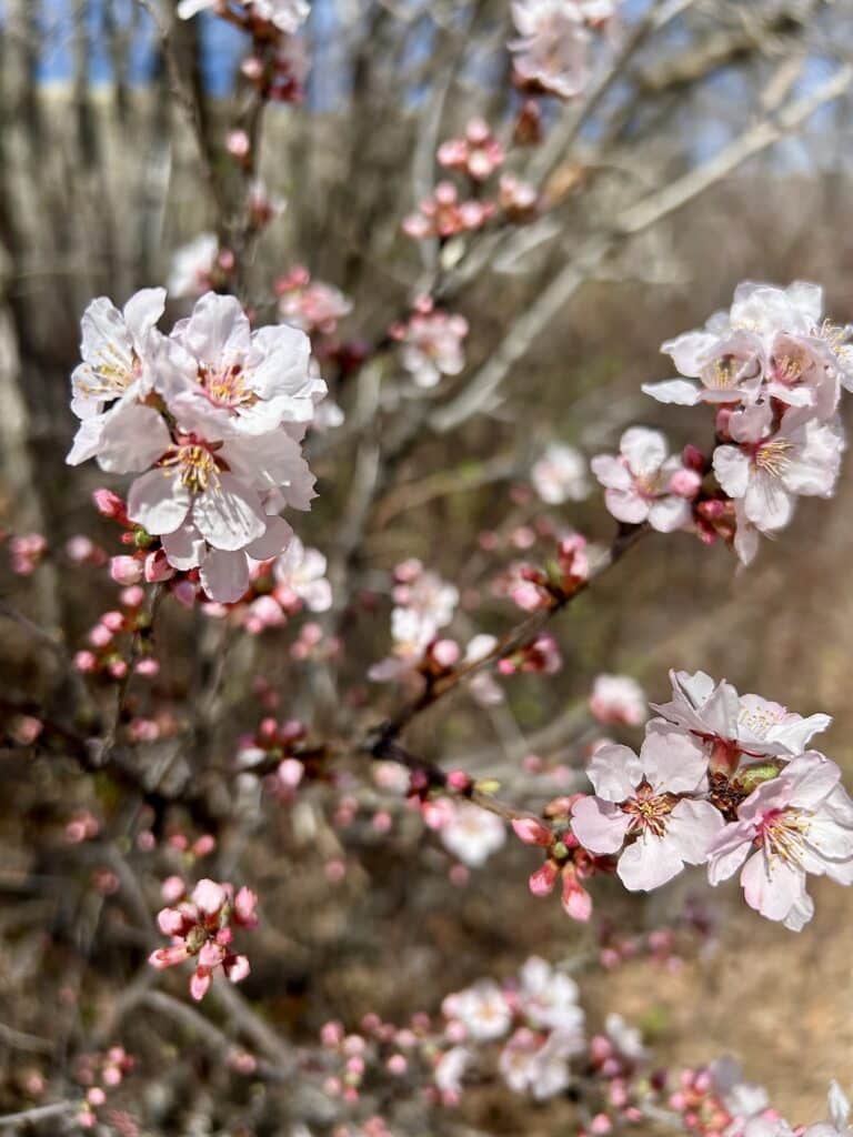 Close up view of peach blossoms against a blue sky 