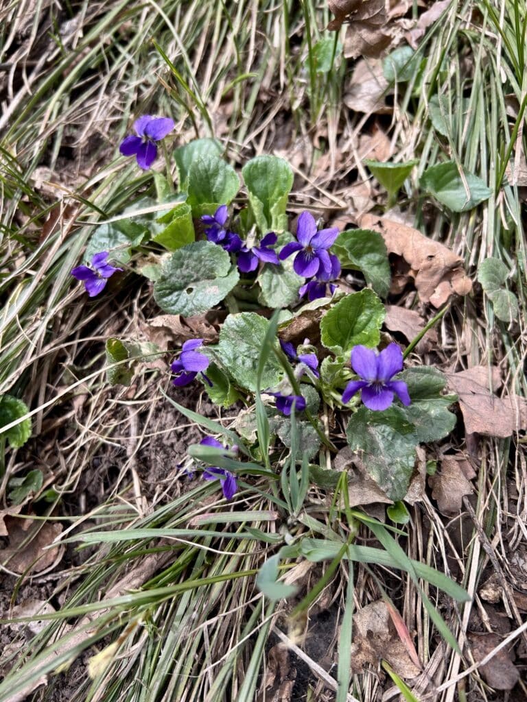 Close up of wild violets growing on the mountain