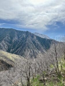 View of a snow-free mountain with grass and bare trees