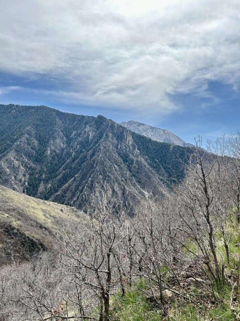 View of a snow-free mountain with grass and bare trees