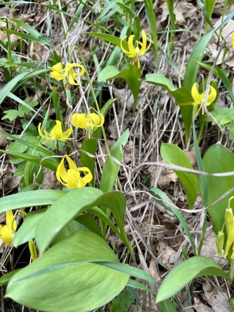 Yellow glacier lilies grow up through dead grass