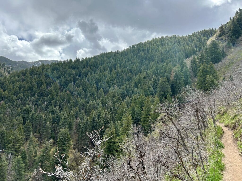 A hillside of evergreen trees, with scrub oak leafing out at the right. 