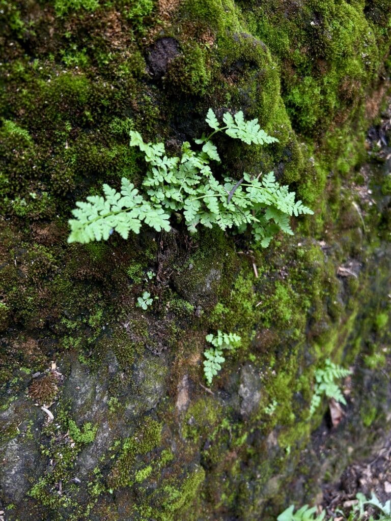 A tiny fern sprouts through a moss-covered rock 