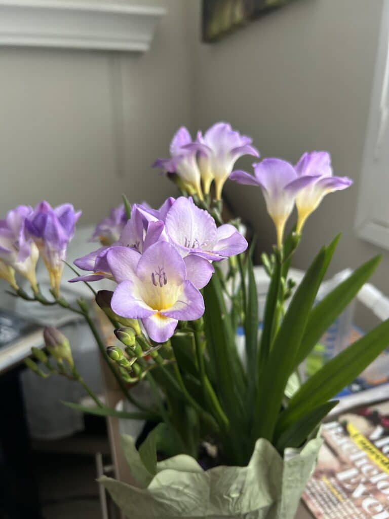 Purple freesias on a nightstand in a medical room. 