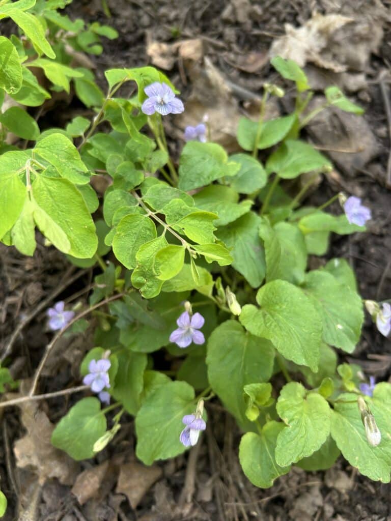 Purple violets on the forest floor 