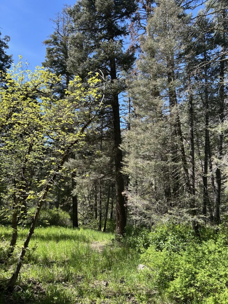 A grassy meadow in front of towering pine trees