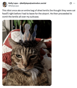 Screenshot of a post with a cat picture and this text: "This idiot once ate an entire bag of dried lentils (he thought they were cat food?) right before I had to leave for the airport. He then proceeded to vomit the lentils all over my suitcase."