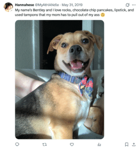 Screenshot of a post with a happy dog and this text: "My name's Bentley and I love rocks, chocolate chip pancakes, lipstick, and used tampons that my mom has to pull out of my ass"