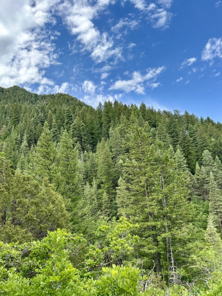 The side of a mountain against a blue sky, with bright green new growth on the evergreens
