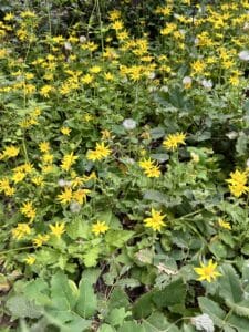 A patch of yellow daisies in the woods