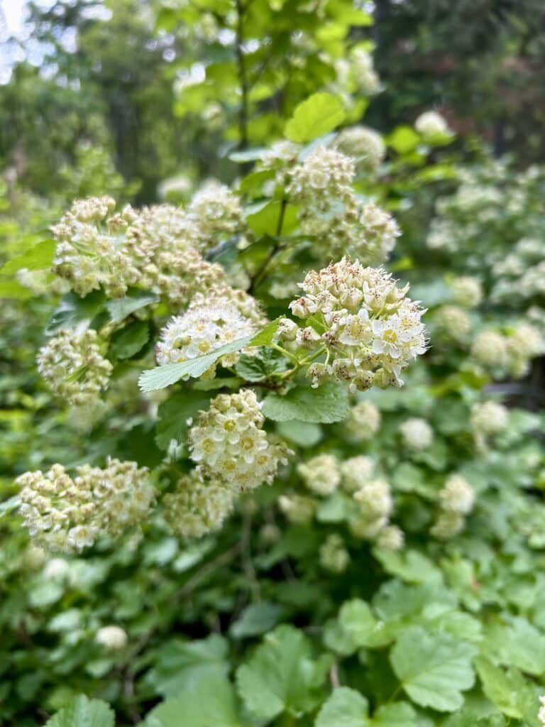 A closeup picture of ninebark, a shrub with white flowers