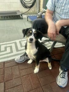 A shaved mini aussie shepherd dog sits by a man's leg and smiles