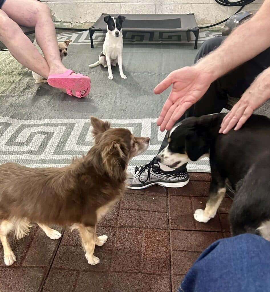 A photo of dogs on a patio and two people sitting in chairs, shot from the waist down. One dog is leaning against a man's legs while another sniffs his hands. In the background another dog sits by the second person and a tiny dog peeks out behind their legs. 