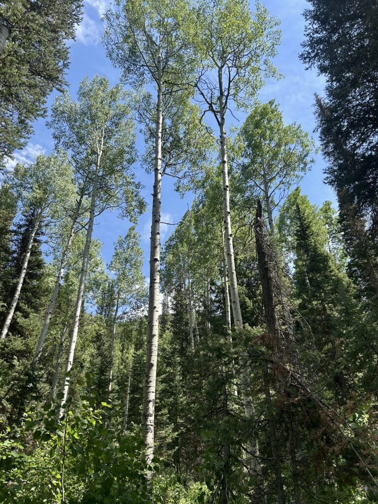 Looking up at a blue sky through aspen trees 