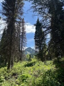 A mountain peak in the distance, framed by tall evergreens