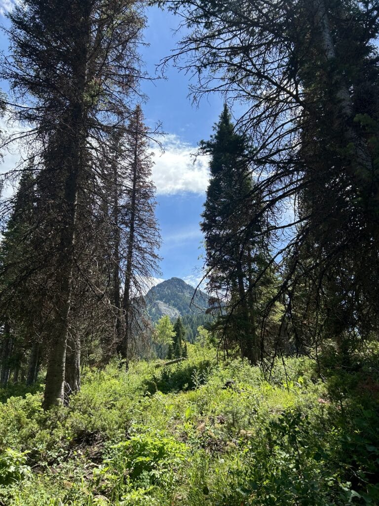 A mountain peak in the distance, framed by tall evergreens
