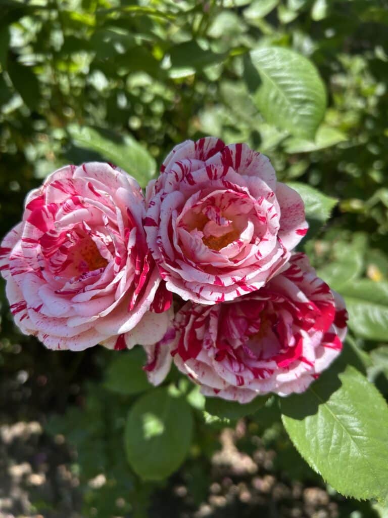 Three pink and red striped roses in dappled sunlight 