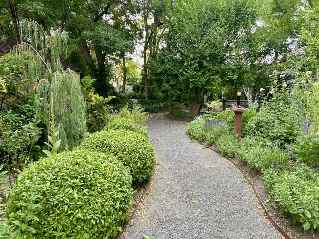 A gravel path in a garden with boxwood topiaries and lush flowers