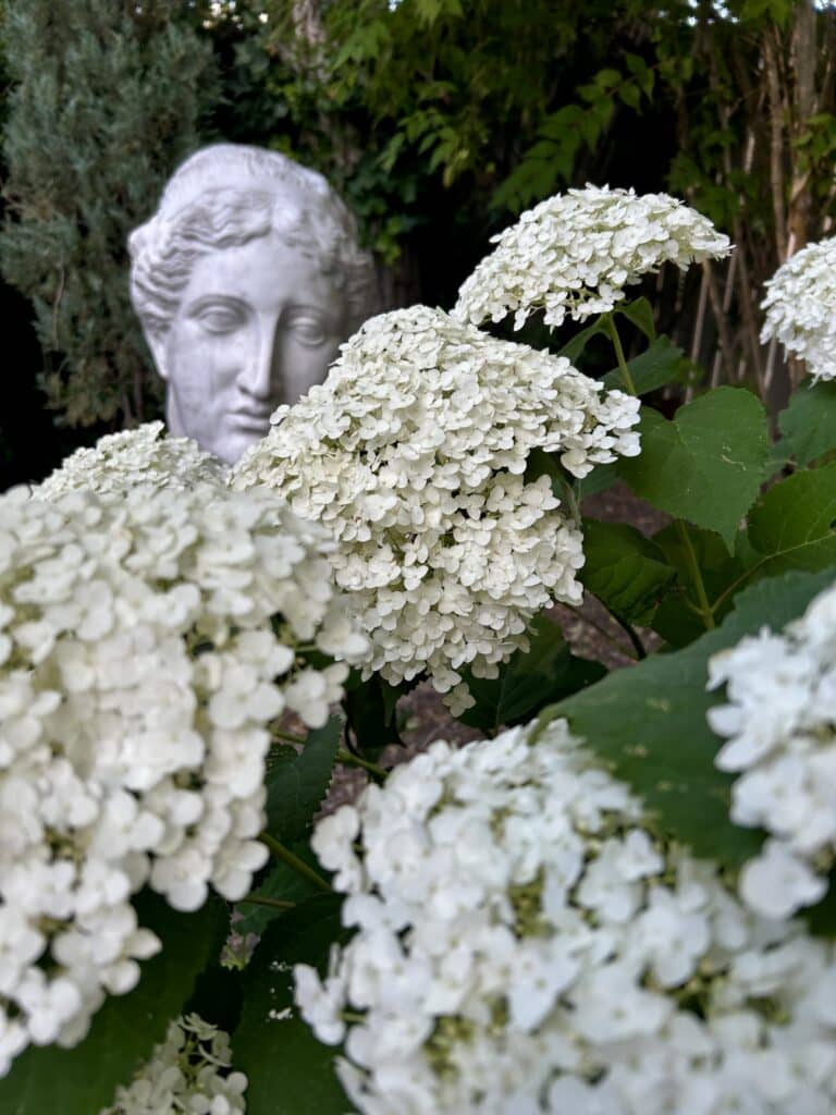 A large white statue looms behind a white hydrangea bush