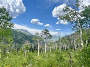Mountains seen through a grove of aspen trees, with a blue sky and whtie puffy clouds