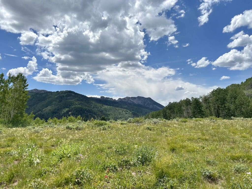 An alpine meadow with white flowers, with mountains in the background and white clouds above