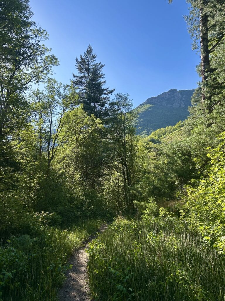 A mountain in the background with pine and scrub oak trees in the foreground, with a path going into the distance