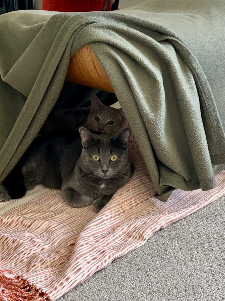 A gray cat guarding an orange cat under a blanket fort.