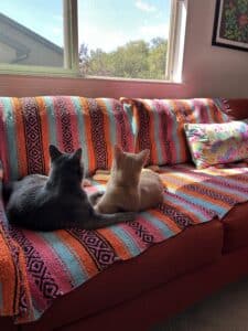 A gray cat and an orange cat on a couch in the sun. The gray cat has his arms around the orange cat.