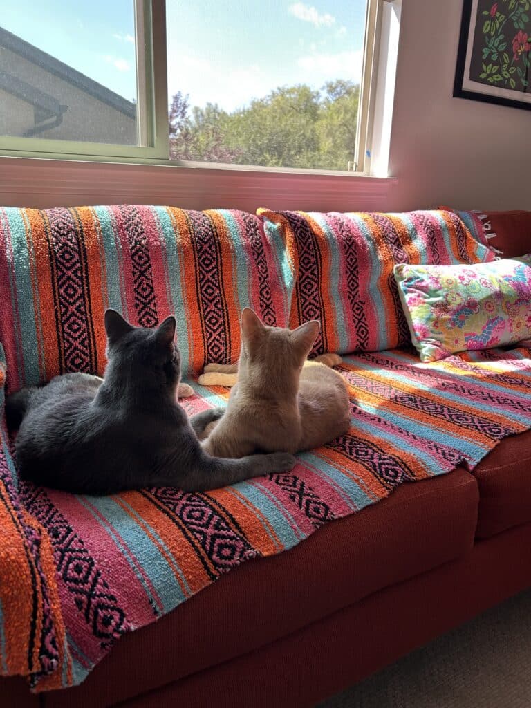A gray cat and an orange cat on a couch in the sun. The gray cat has his arms around the orange cat.