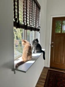 An orange cat and a gray cat sitting on a wide window ledge, watching birds